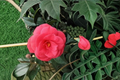 Arctic Rose Camellia (Camellia japonica) Live Plant - 3 Gallon Pot, Pink Winter Bloom