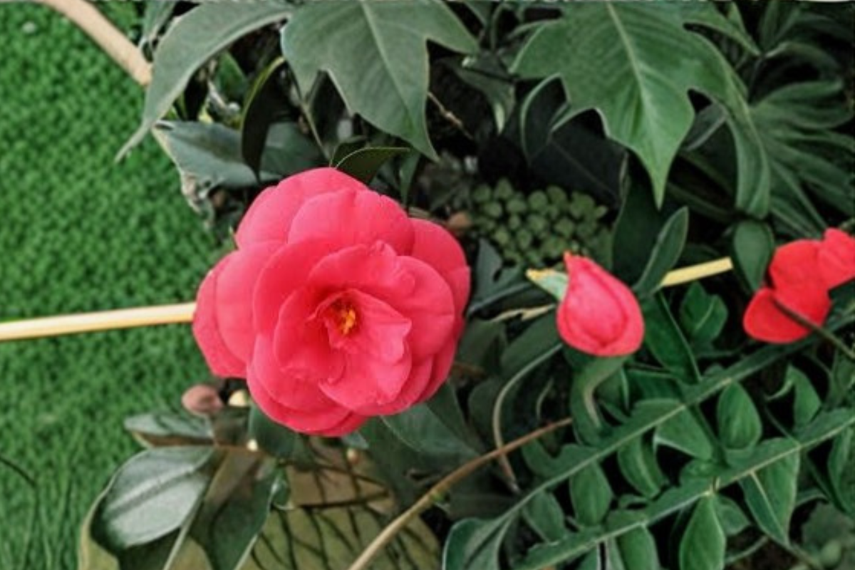 Arctic Rose Camellia (Camellia japonica) Live Plant - 3 Gallon Pot, Pink Winter Bloom