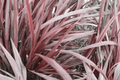 Cordyline Design-a-Line Burgundy Torbay Palm - 1 Gallon Live Plant