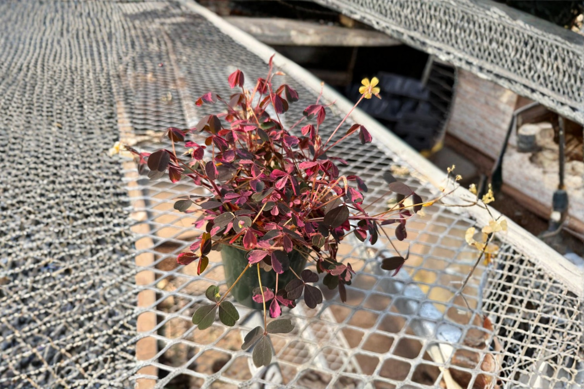 Oxalis Plum Crazy Purple Shamrock - Live Starter Plant (Oxalis triangularis)
