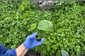 Indigo Sunset Hibiscus 2 Live Starter Plants (Hibiscus rosa-sinensis) Indigo Sunset