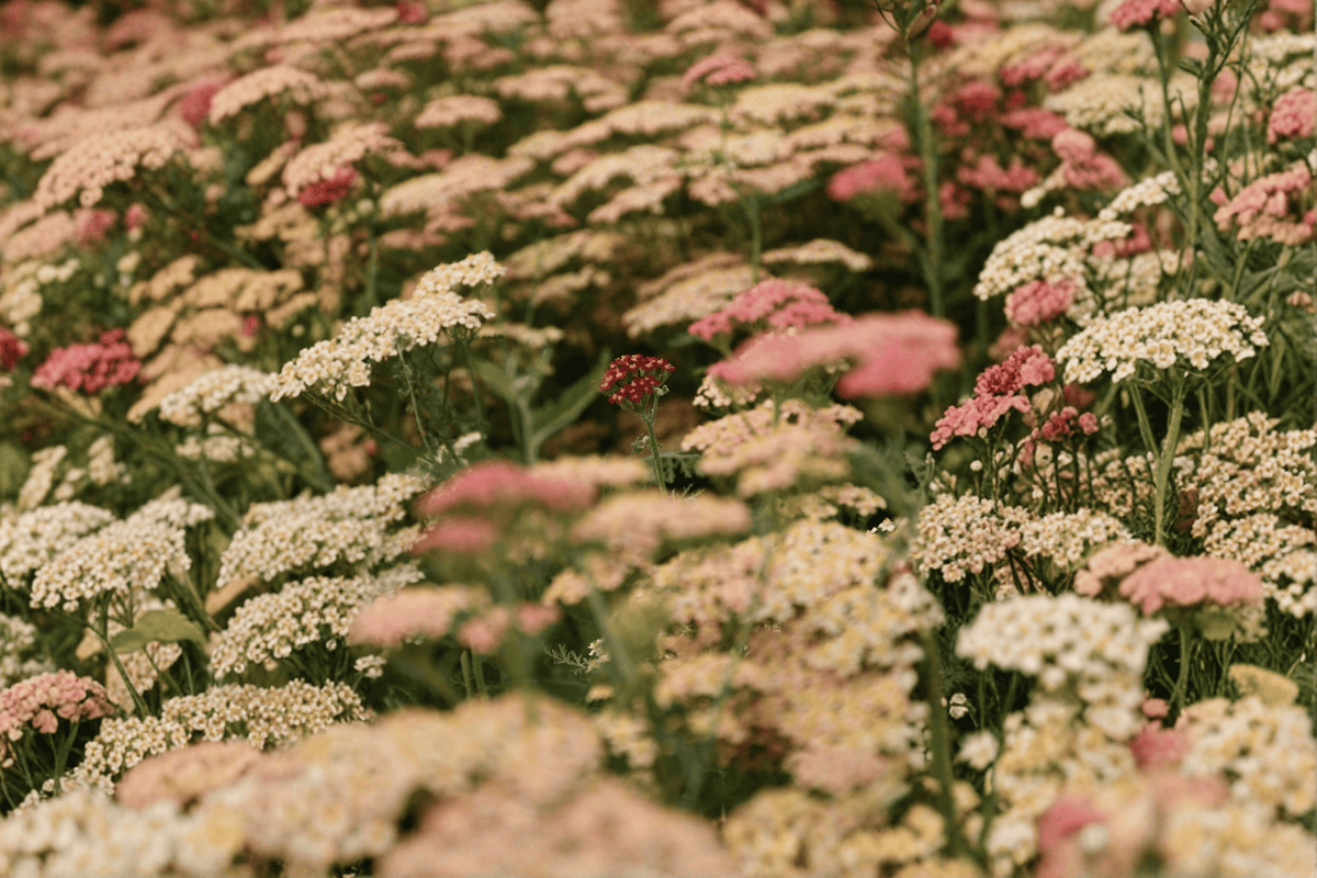 Apricot Delight Yarrow (Achillea millefolium) 4-Inch Live Plant