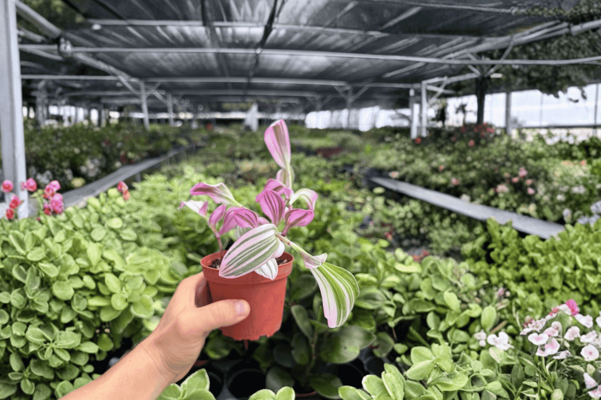 Tradescantia Nanouk Live Plants – 2 Pack in 4-Inch Pots