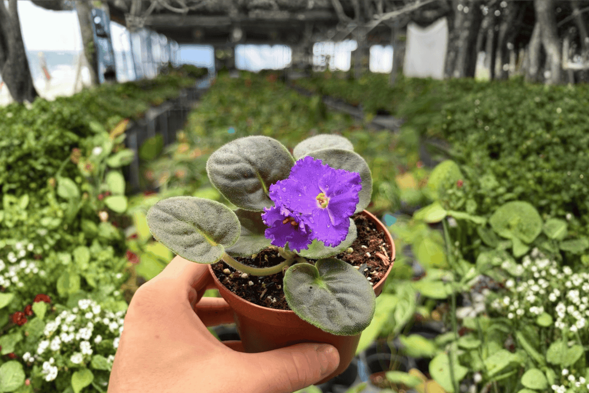 Snow Edelweiss African Violet - 2 Exact Live Plants in 4-Inch Bare Root - Snow Edelweiss Violet