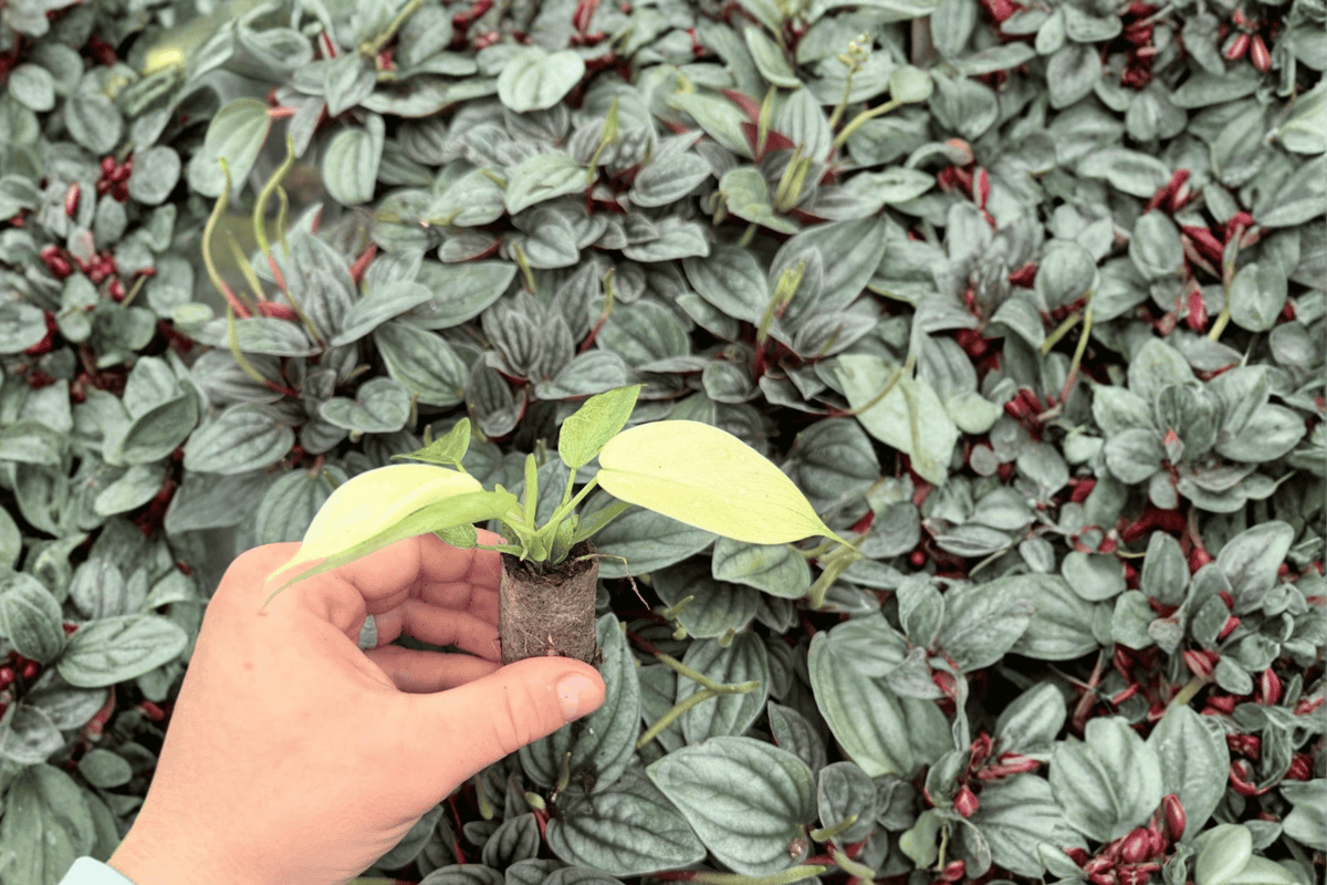 Philodendron Florida Ghost Mint Starter Plants – 2 Exact Live Starter Plants