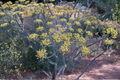 Banquet Dill Live Plants - 2 Rooted Starter Plants (Anethum graveolens) for Containers & Beds