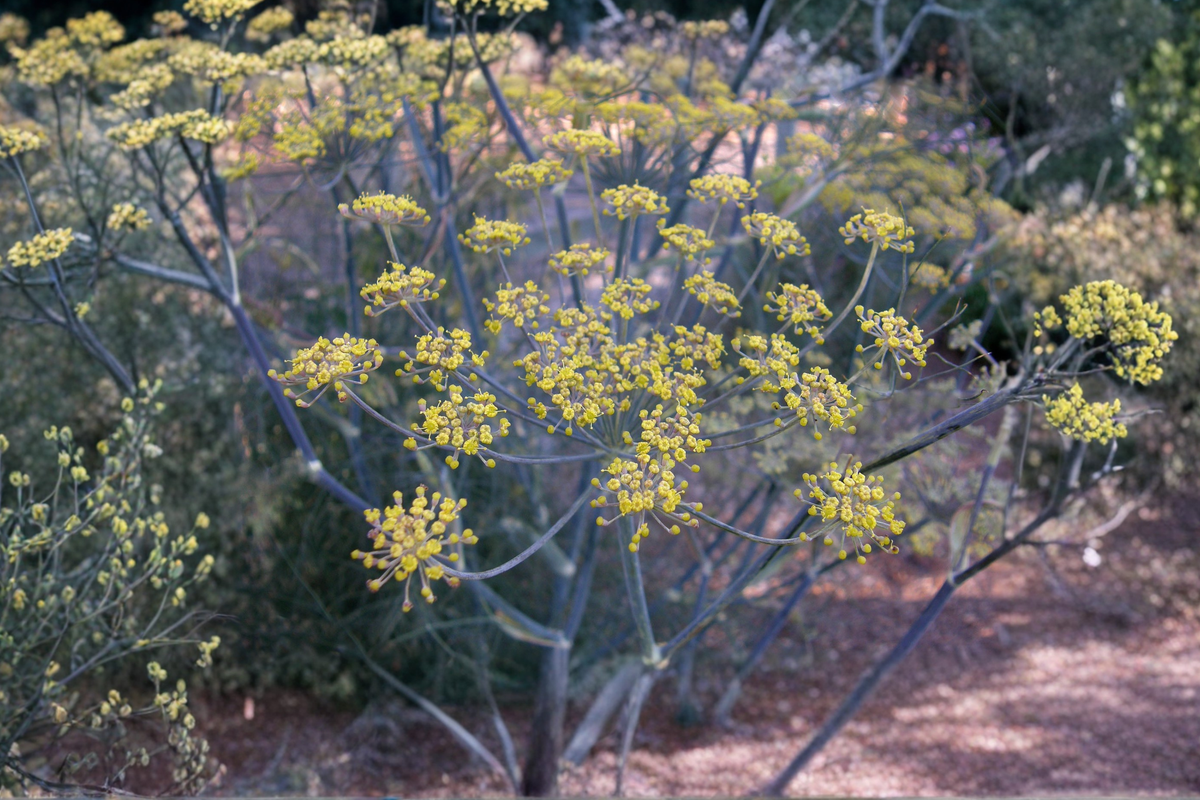 Banquet Dill Live Plants - 2 Rooted Starter Plants (Anethum graveolens) for Containers & Beds