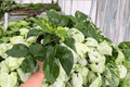 Monstera Standleyana Albo Variegata 2 Live Plants in 6-Inch Pots