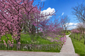 Eastern Redbud Tree Live Plant 1 Gallon Pot Cercis canadensis | Pink Spring Blooms