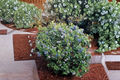 Tophat Dwarf Blueberry Seeds - 10 Seeds for Containers & Outdoor Growing