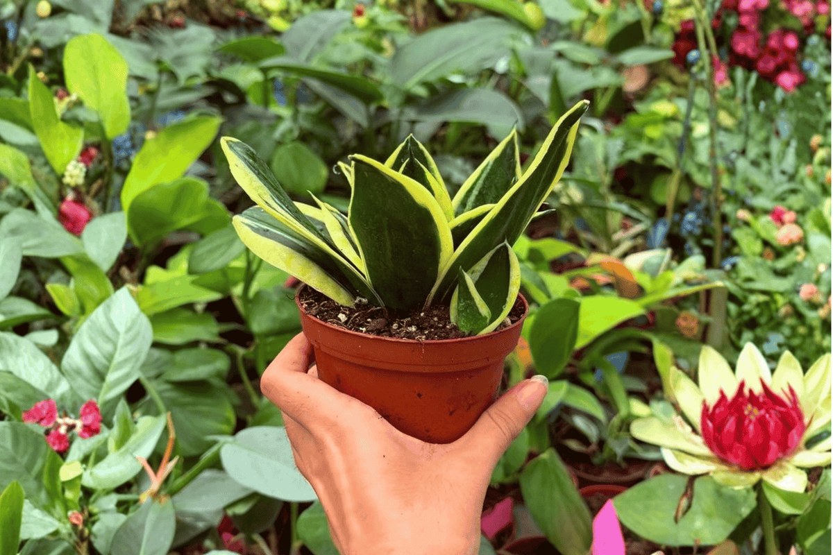 Sansevieria Hahnii Lotus - 2 Exact Plants in 4" Pot (Unconfirmed Pot Shipping)