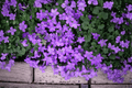Dalmatian Bellflower Campanula portenschlagiana - 4-Inch Pot Live Plant