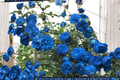 Climbing Blue Rose Seeds - 10 Fragrant Climbing Rose Seeds for Indoor or Outdoor Growing