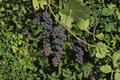 Seedless Blue Muscat Grape Vine - Vitis Vinifera, 1 Gallon Pot, ~3 ft Tall