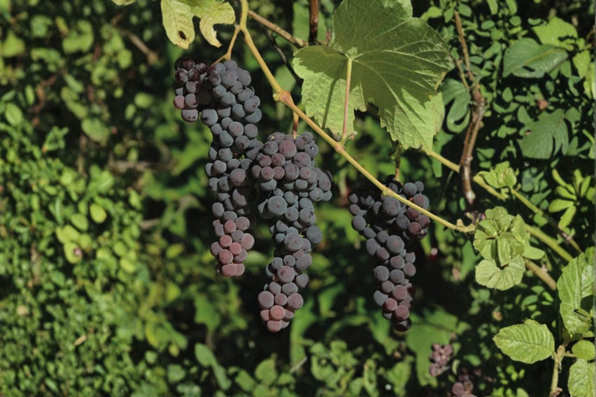 Seedless Blue Muscat Grape Vine - Vitis Vinifera, 1 Gallon Pot, ~3 ft Tall