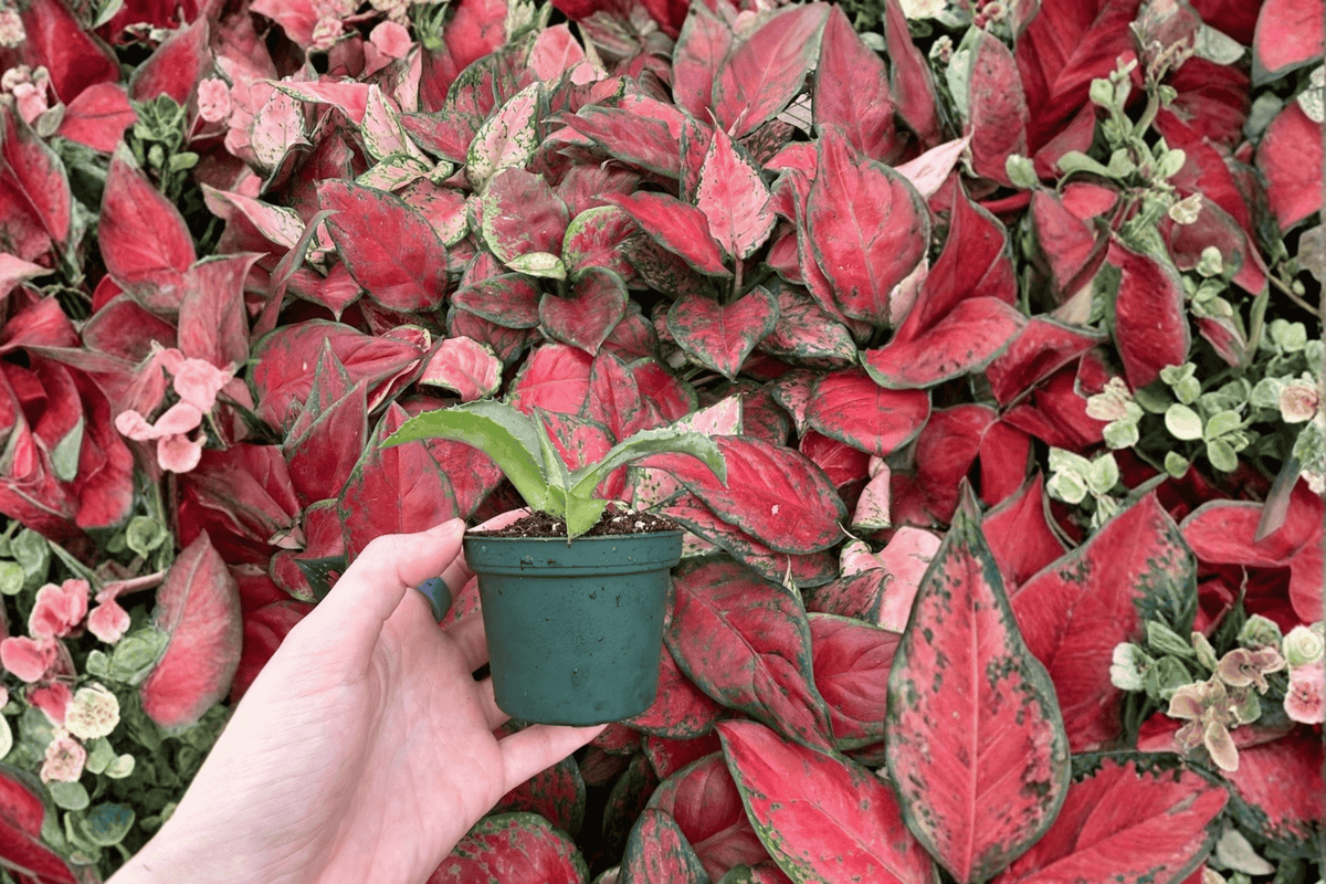 Agave Mr. Ripple Starter Plants - 2-Pack in 2-Inch Pots | Bare Root