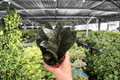 ZZ Black Queen Live Plants – 4-Inch Pots (2 Exact Plants) Zamioculcas zamiifolia ‘Black Queen’