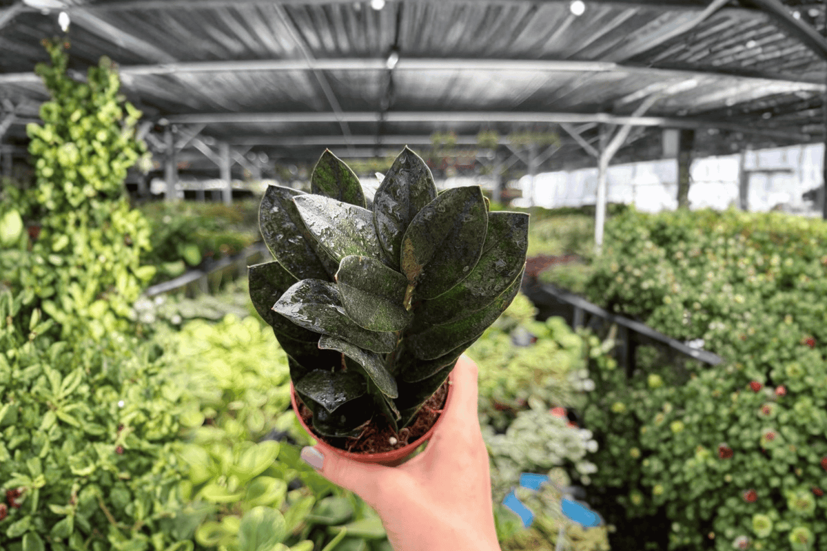 ZZ Black Queen Live Plants – 4-Inch Pots (2 Exact Plants) Zamioculcas zamiifolia ‘Black Queen’