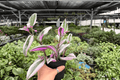 Tradescantia Nanouk 2 Live Plants in 4-Inch Pots - Exact Plants
