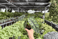 Alocasia Dragon Scale (Dragon Scale) 2-Plant 4-Inch Potted Live Plants
