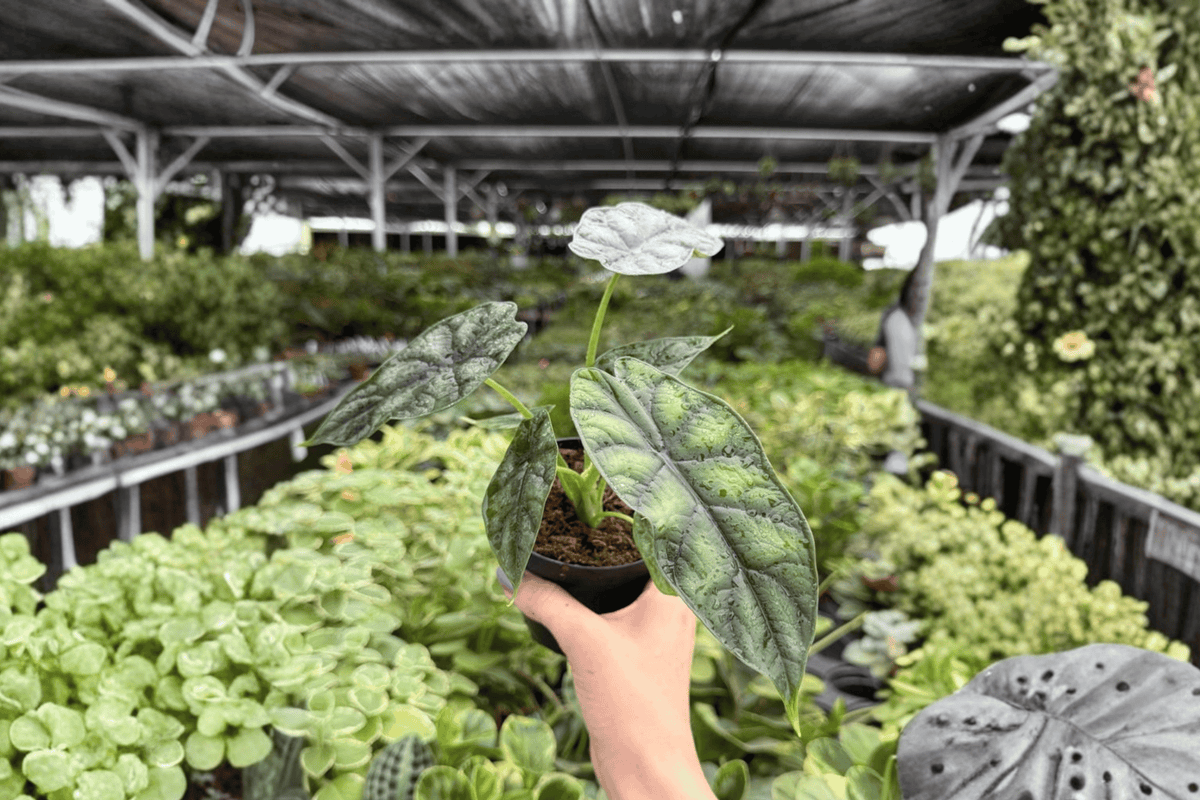 Alocasia Dragon Scale (Dragon Scale) 2-Plant 4-Inch Potted Live Plants