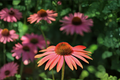 Rudbeckia Sahara Black Eyed Susan Live Plants - 3 Rooted Starters in 1 Qt Pots