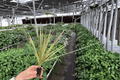 Dracaena Marginata Bicolor Starter Plants (2) Bare Root