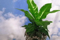 Bird’s Nest Anthurium (Anthurium plowmanii) – 4-Inch Live Plant