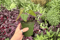 Anthurium Subsignatum x Regale - 2 Exact Live Plants in 4-Inch Pots