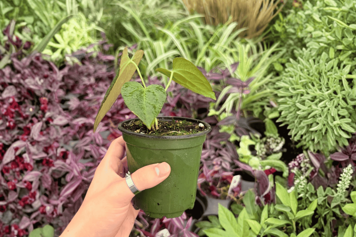 Anthurium Subsignatum x Regale - 2 Exact Live Plants in 4-Inch Pots