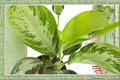 Aglaonema Silver Bay Live Plant | Chinese Evergreen Starter Plant