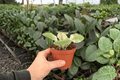 African Violet Harmony’s Love Bug – 2 Exact Live Plants in 4-Inch Pots