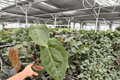 Anthurium Black Sweet x Portillae - 2 Exact 4-Inch Live Plants (Shipped in Pots)