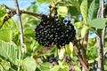Adams Elderberry Sambucus canadensis - Live Fruiting Shrub
