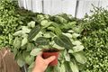 Anthurium Red Stem × Legend Live Plants - 4-Inch Bare Root (2 Pack)
