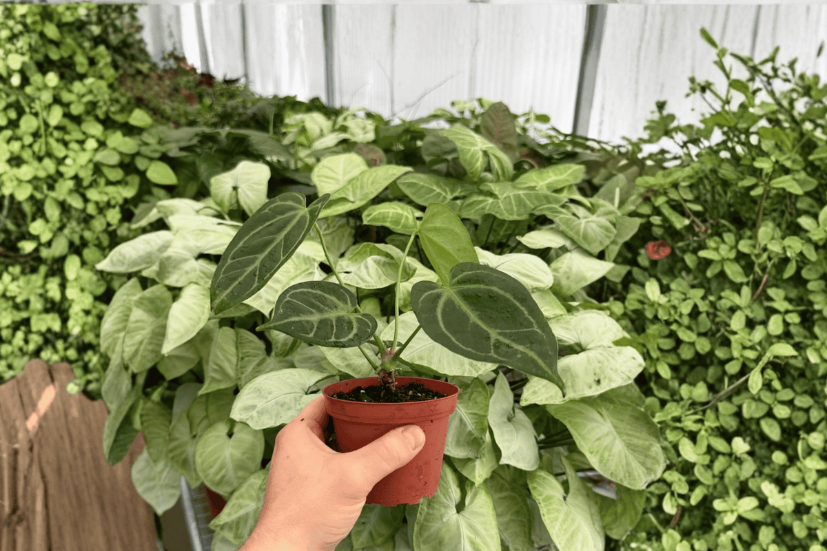 Anthurium Red Stem × Legend Live Plants - 4-Inch Bare Root (2 Pack)