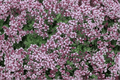 Magic Carpet Creeping Thyme - 1 Live Plant in 4-Inch Pot (Thymus serpyllum 'Magic Carpet')