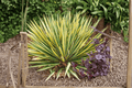 Color Guard Adam’s Needle Yucca filamentosa 'Color Guard' - 1-Gallon Live Plant