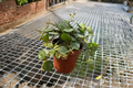 Hoya Curtisii 2" Rooted Starter Plant - Silver-Speckled, Trailing Hoya