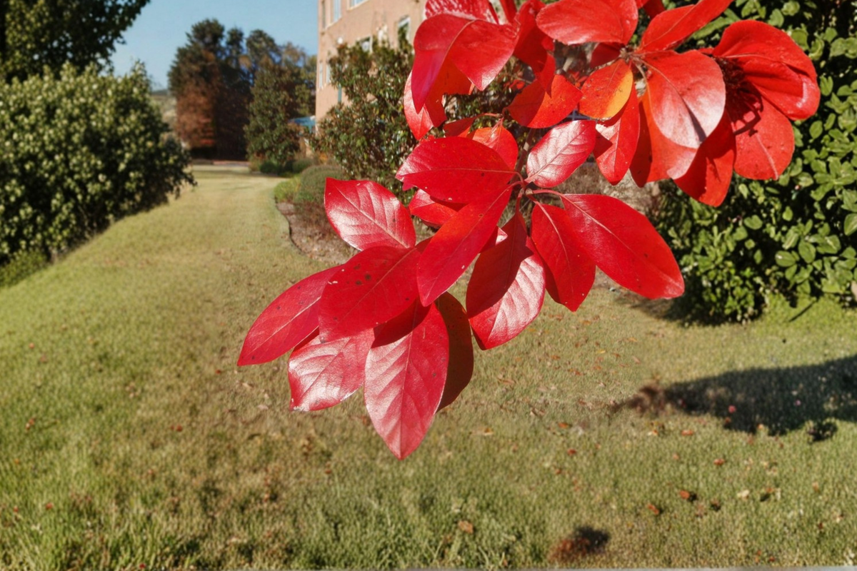Black Tupelo Nyssa sylvatica Live Tree - 1 Gallon Pot