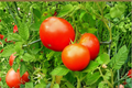 Park's Whopper Tomato Live Plant - Rooted Starter for Gardens, Raised Beds & Containers