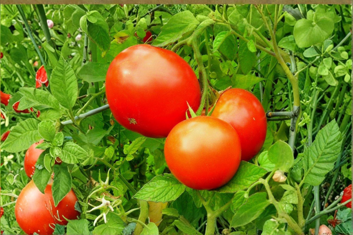 Park's Whopper Tomato Live Plant - Rooted Starter for Gardens, Raised Beds & Containers