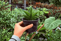 Sansevieria Jewel Crown - 2 Exact Plants (Specific 4” Pot)