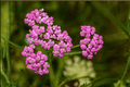 Pink Grapefruit Yarrow (Achillea millefolium) 4-Inch Pot - Tutti Frutti Pink Flowering Perennial