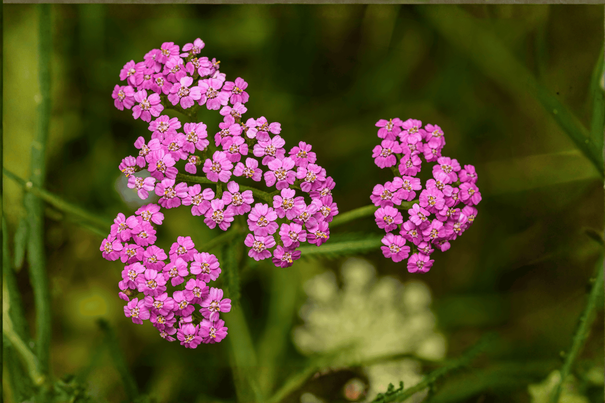 Pink Grapefruit Yarrow (Achillea millefolium) 4-Inch Pot - Tutti Frutti Pink Flowering Perennial