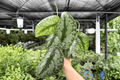 Scindapsus Exotica (Exotica): 2 Live Plants in 4-Inch Pots – Scindapsus pictus