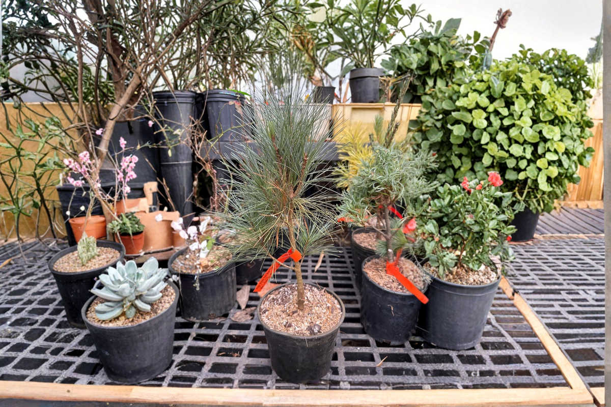 Kate Brook Fastigiata White Pine Live Plant – 12" Tall, 1-Gallon Pot