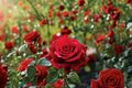 Olympiad Red Hybrid Tea Rose Plant - 2 Gal Live Bush