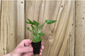 Enzie Xanadu Philodendron Starter Plants (Thaumatophyllum xanadu) – 2 Live Bare-Root Starter Plants
