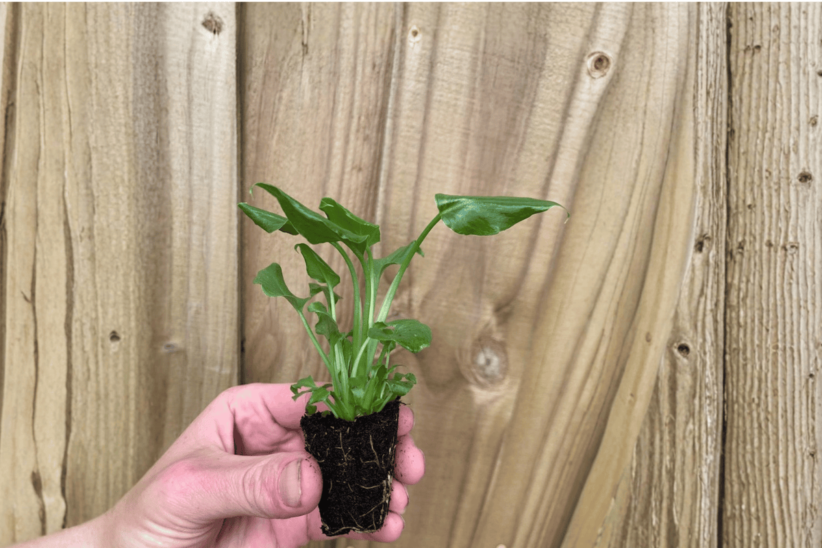 Enzie Xanadu Philodendron Starter Plants (Thaumatophyllum xanadu) – 2 Live Bare-Root Starter Plants